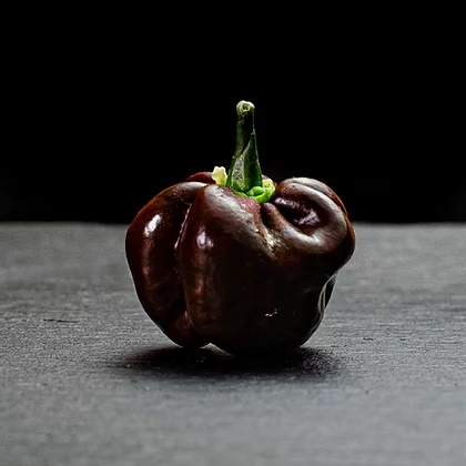 Хабанеро Шоколадний (Habanero Chocolate)