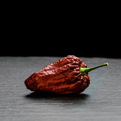 Насіння перцю 7 Пот Чагуанас (7 Pot Chaguanas) шоколадний (chocolate)