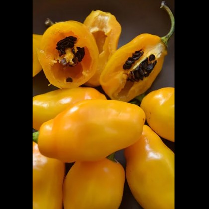 Насіння перцю Рокото (Rocoto) жовтий (Yellow)