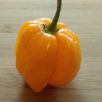 Насіння перцю Хабанеро (Habanero Roatan) гарбузовий (pumpkin)