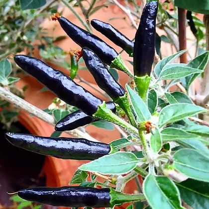 Насіння перцю Чорна кобра (Black Cobra Chili Pepper)