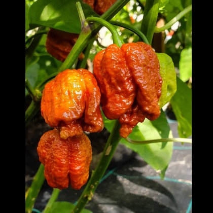 Насіння перцю Кароліна Ріпер (Carolina Reaper) карамельний (caramel)