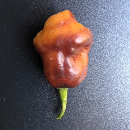 Насіння перцю Пімента де Нейде (Pimenta de Neyde)